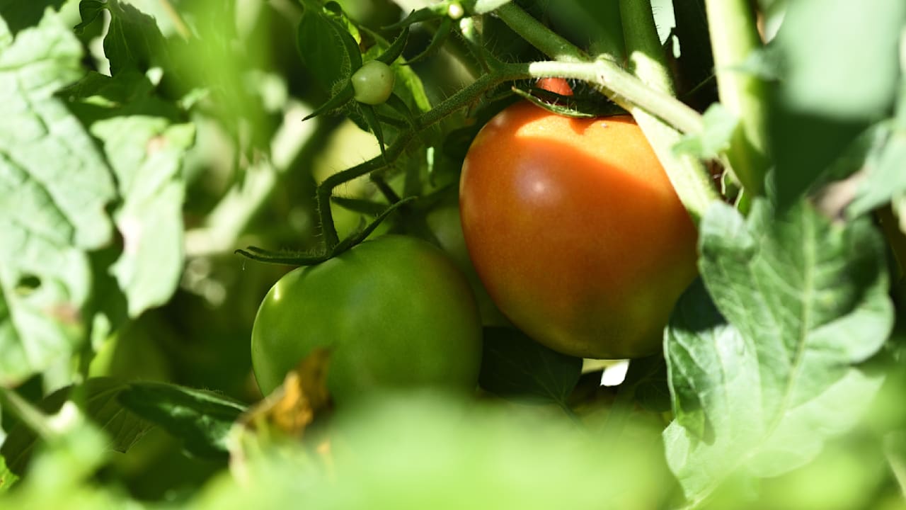 Tomaten im Herbst: Bei Frost sollten grüne Früchte geerntet werden