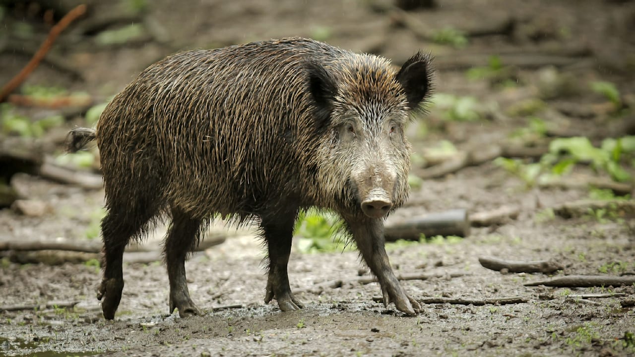 PFAS in Wildschweinproben: BUND warnt vor belastetem Fleisch